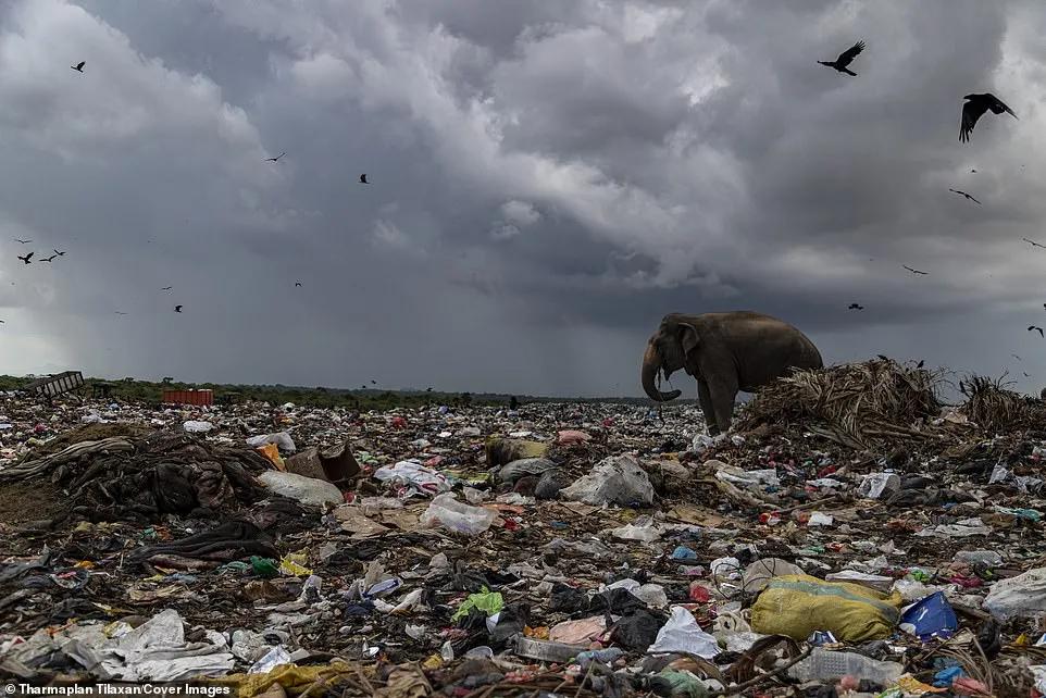 100多头大象死亡,200头大象死亡