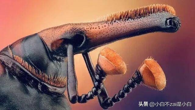 显微镜观察昆虫脸视频,昆虫在显微镜下的真正面目