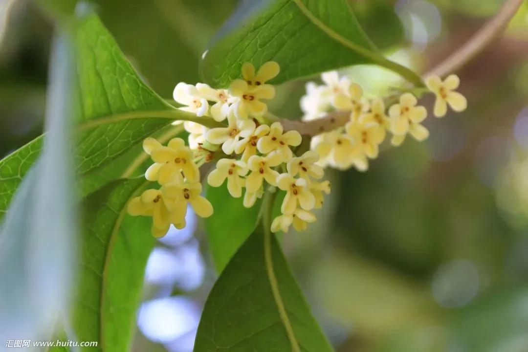 清可绝尘,清可绝尘浓能远溢什么意思