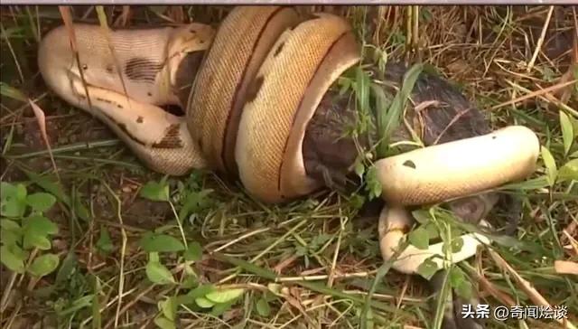 凶残的动物捕猎现场,盘点动物捕猎瞬间的迷惑行为