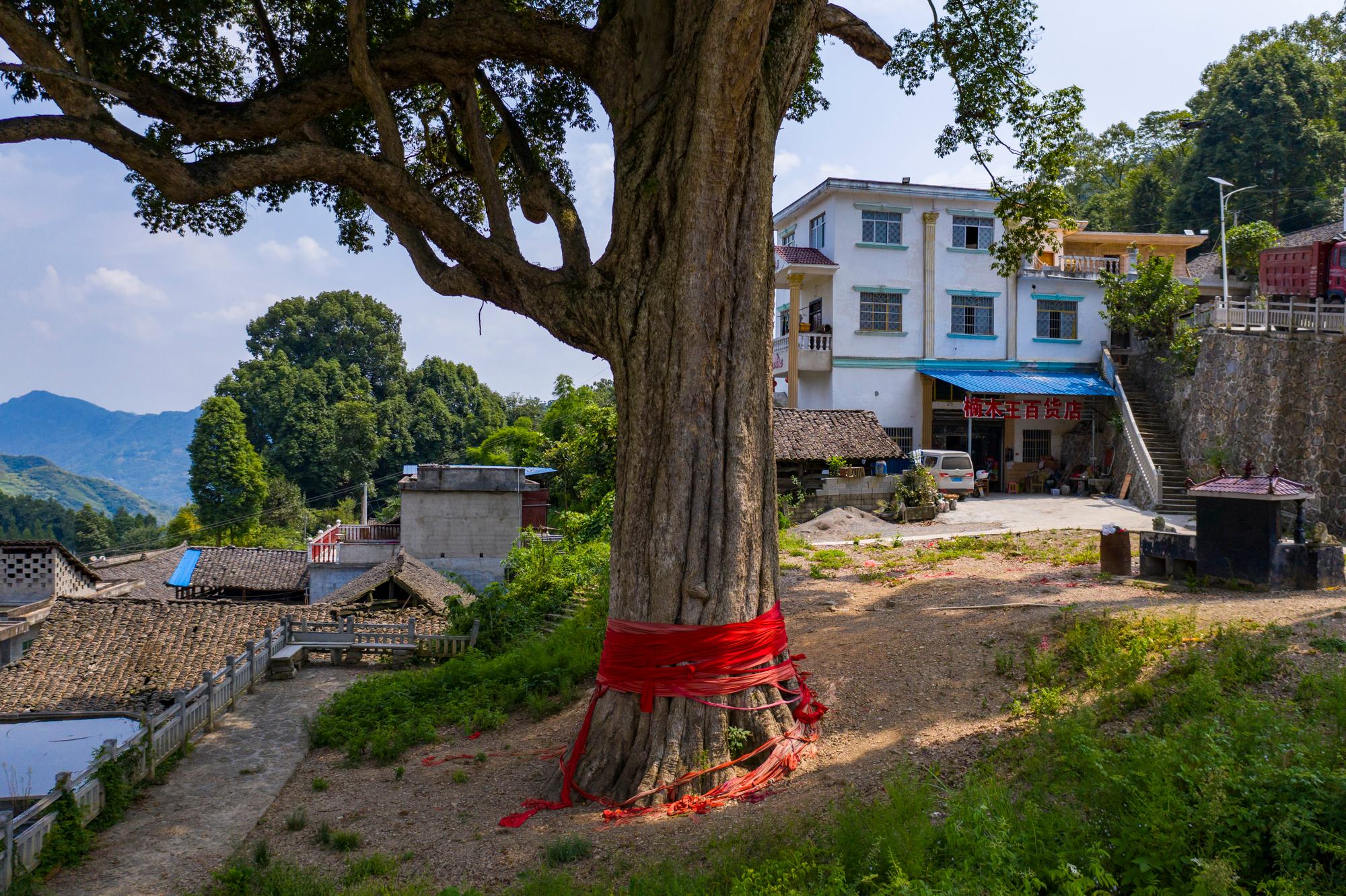 贵州发现50米高的千年金丝楠木,贵州有一棵金丝楠木价值十亿
