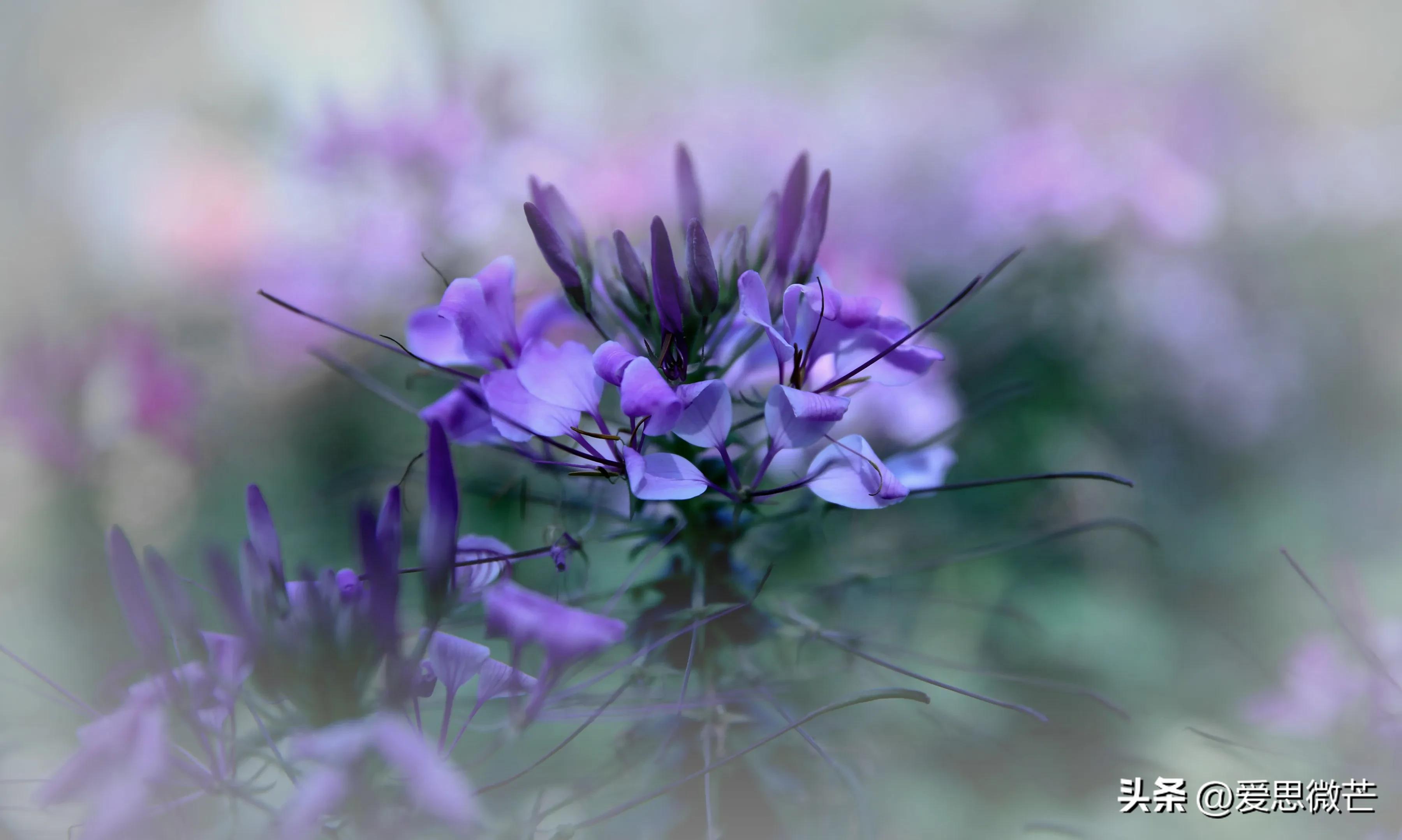 臭臭的花,最难闻的花和最好闻的花