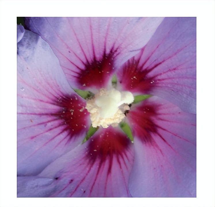 花朵的秘密使命思维导图,花朵的秘密花由哪些部分组成