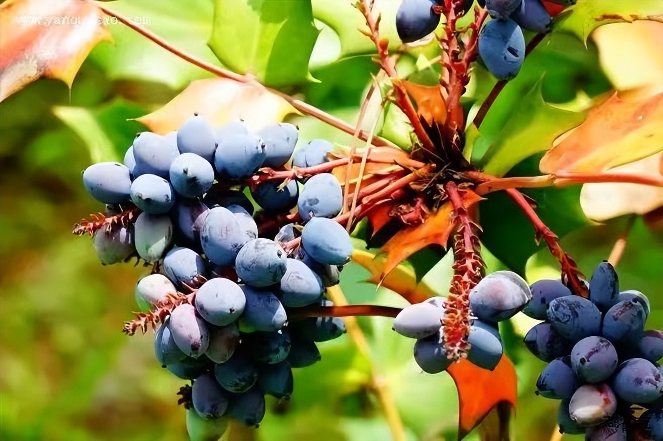 阔叶十大功劳和狭叶十大功劳,十大功劳为什么叫十大功劳