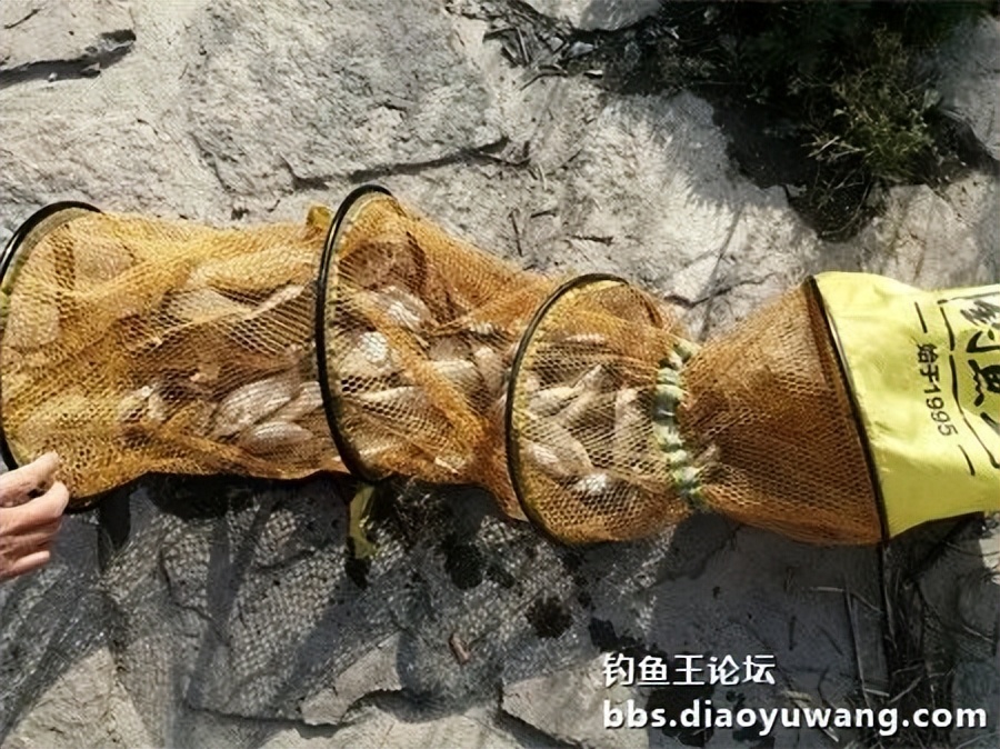 钓鱼王饵野钓破百尾