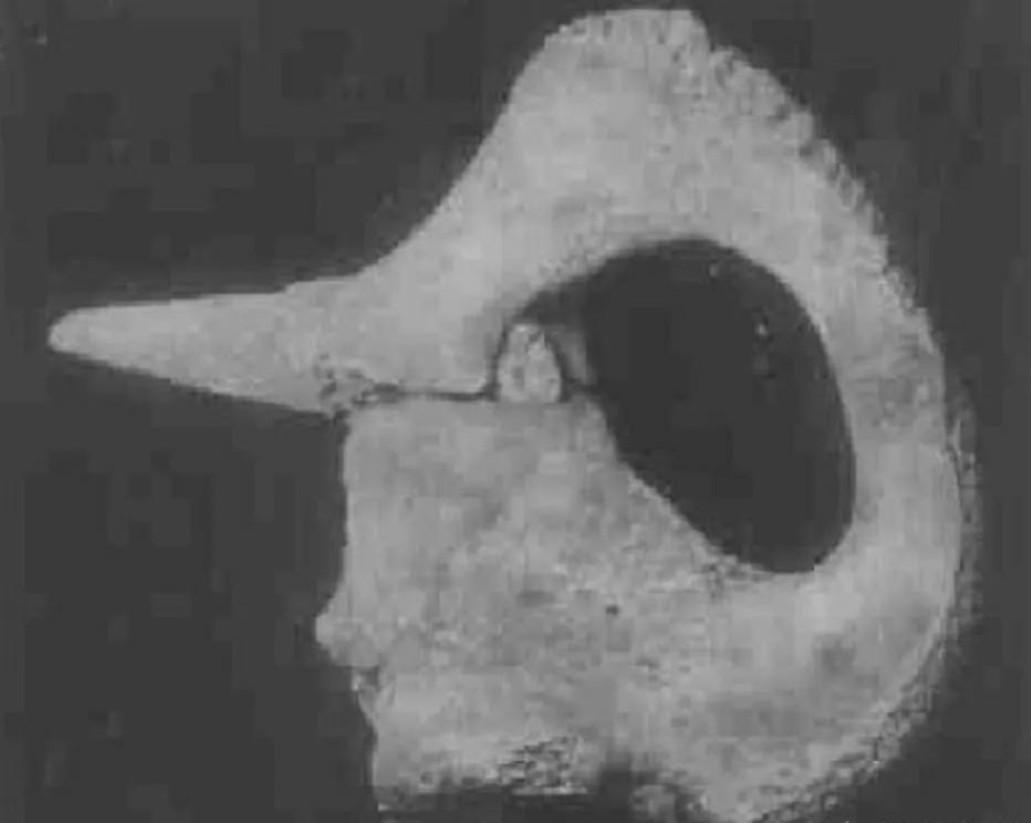 七千年前人们为何将“零口姑娘”残忍处死？