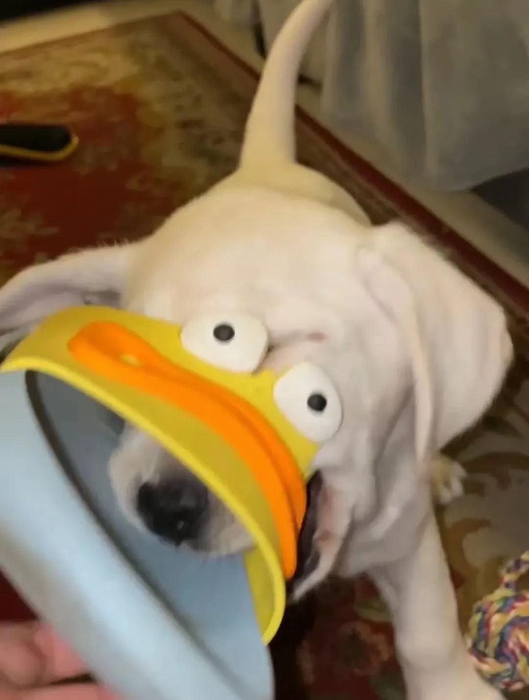 何老师抱狗撒尿，三石弟弟跳舞洗狗…这些破图我看一次笑一次哈哈