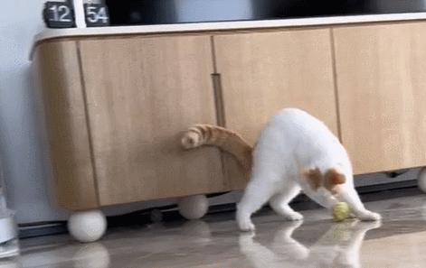 双眼失明的小猫,双目失明小猫