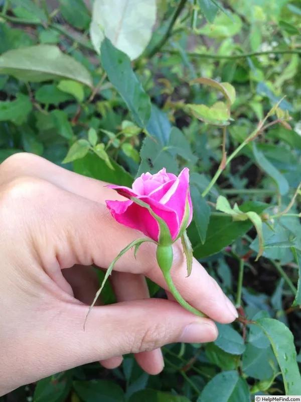 真正的中国古老月季,中国的古老月季