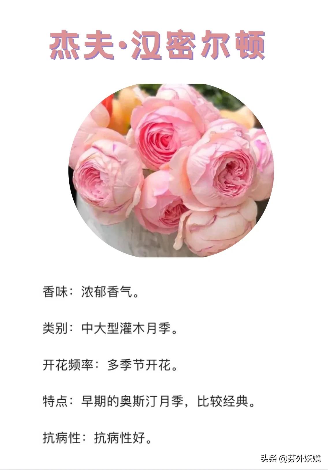 月季花抗病能力强又有香味的品种,18种花卉好看品种