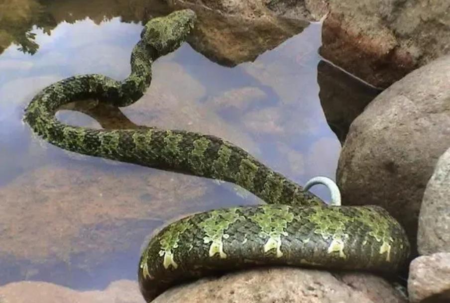 莽山原矛头蝮和五步蛇哪个更厉害,莽山原矛头蝮也称为莽山烙铁头吗