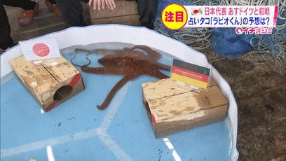 大熊猫成功预测世界杯,世界杯熊猫预测
