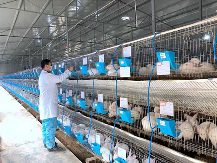 为什么兔子不能大规模养殖,兔子有多难养殖