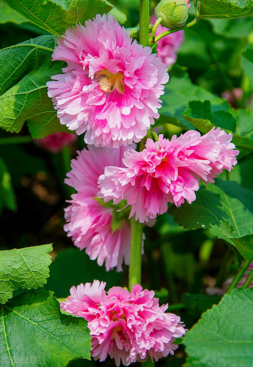 一花一世界一叶一花一菩提,春天来了一花一世界一叶一菩提