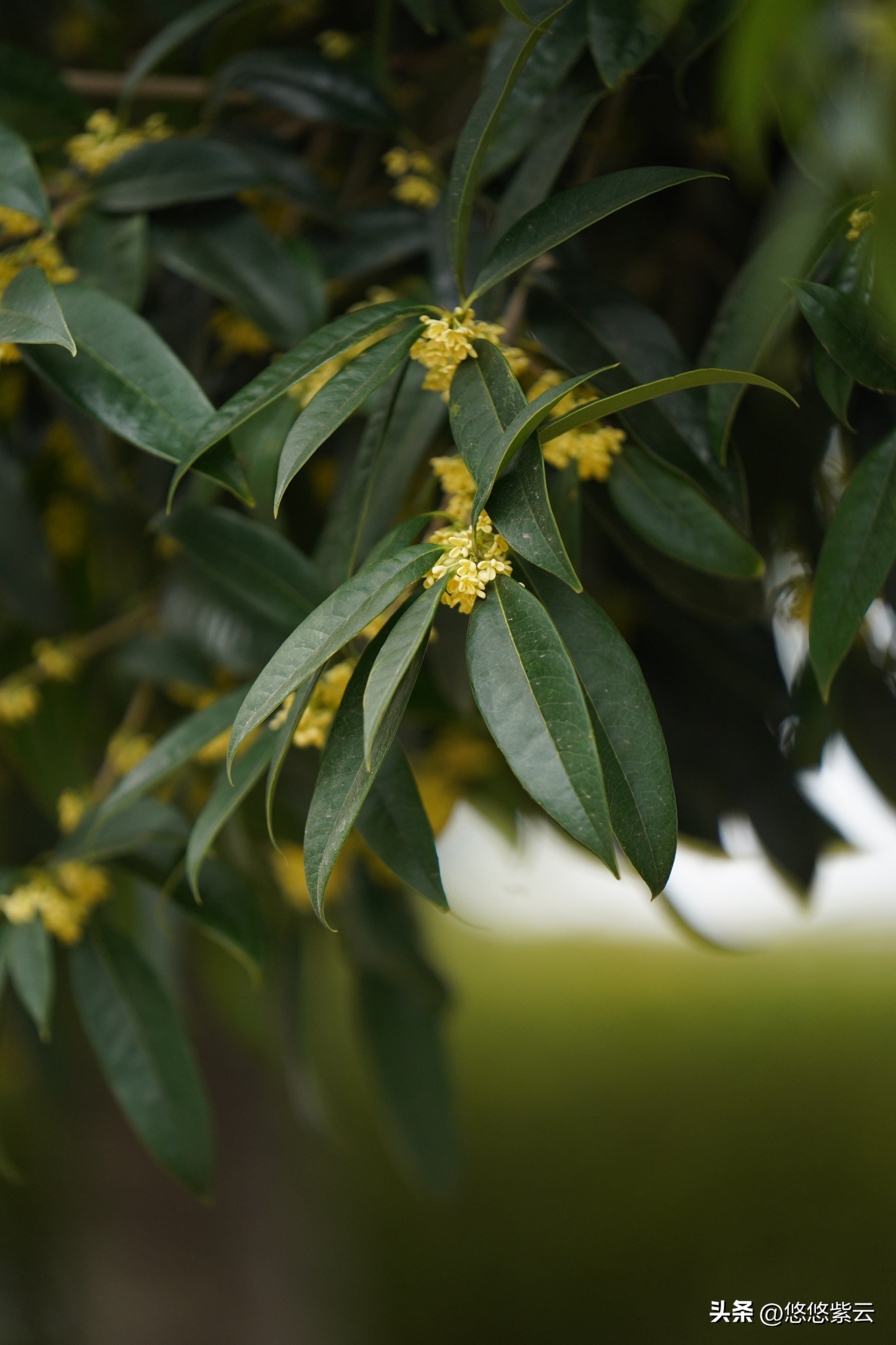 襄阳桂花,襄阳八月桂花遍地开