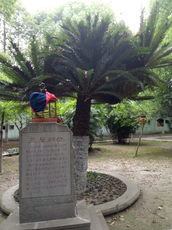 悼念伟人的植物不仅有柏乡神牡丹，还有四川郫县神树“三星归位”