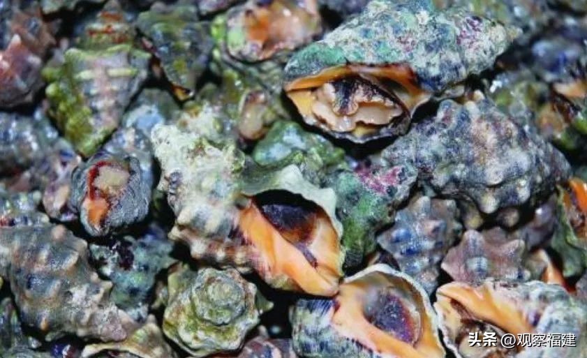 诏安秋天吃什么海鲜,福建各种海鲜图片大全