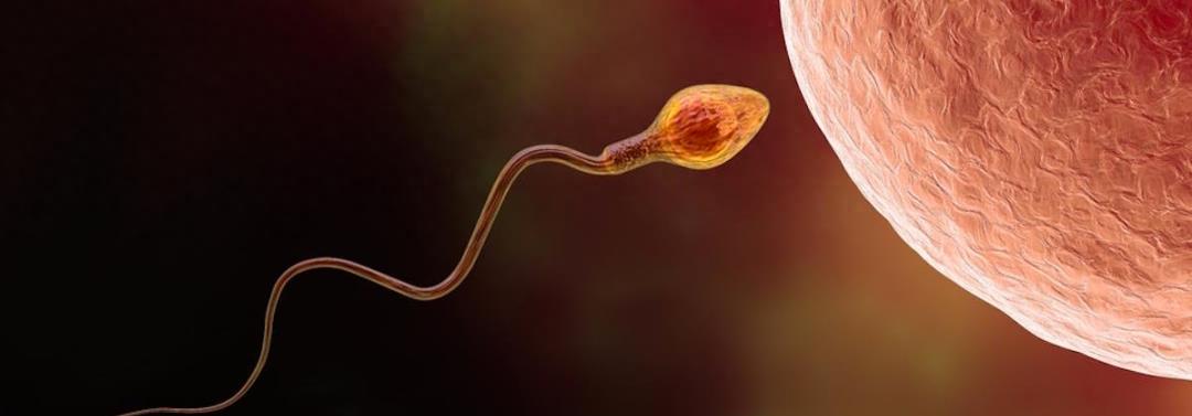 科学家精子运动违背牛顿第三定律,精子科学家