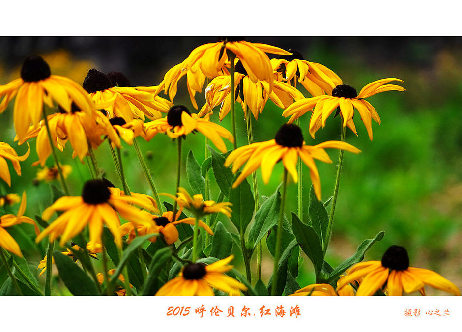 辽宁盘锦红海滩免费旅游攻略,内蒙古足迹旅行