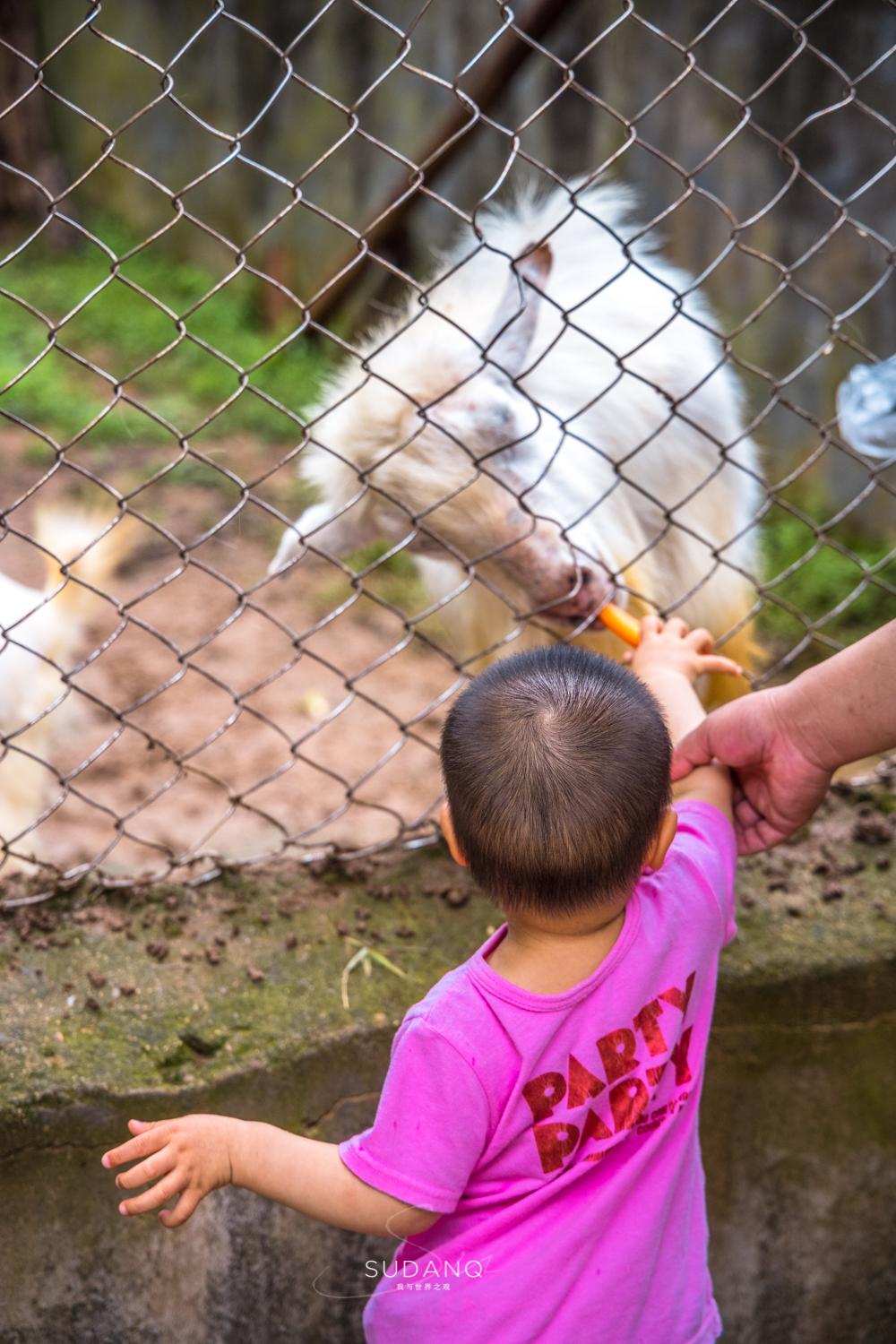 武汉哪个动物园比较适合小朋友玩,武汉值得带孩子去的动物园