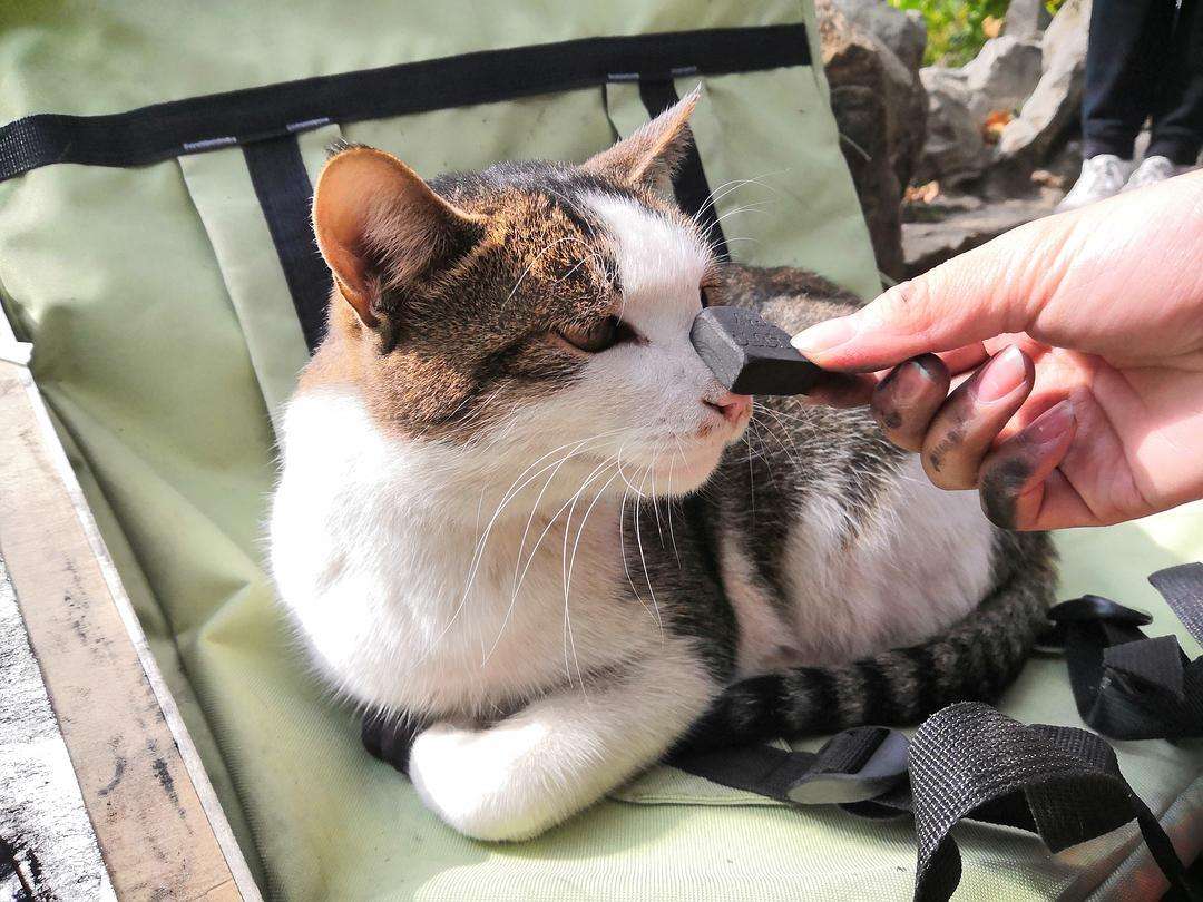 捡来猫咪养不熟的表现,领养的猫咪不粘人养不熟怎么办