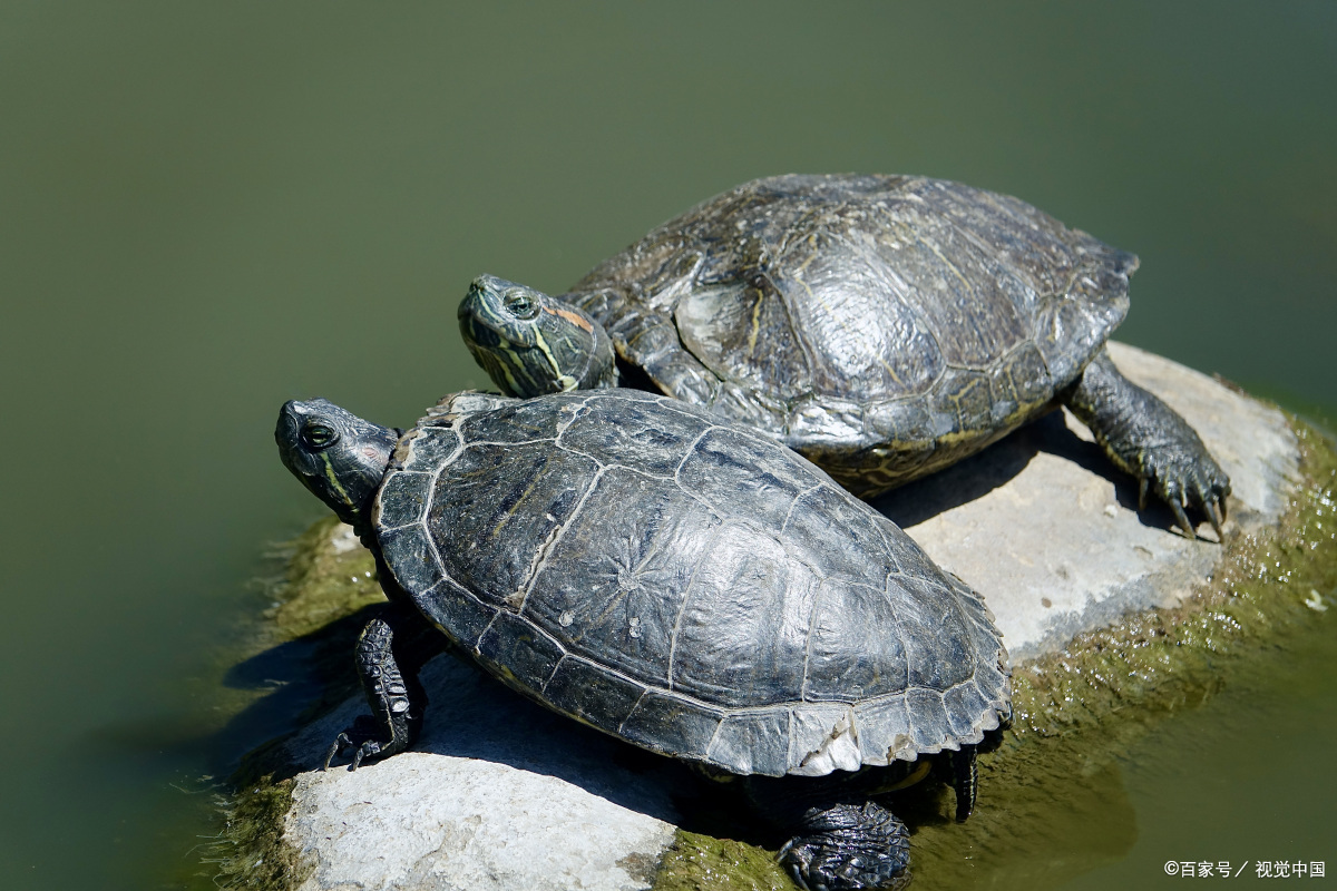 巴西龟喜欢吃什么食物啊,巴西龟最喜欢吃什么食物呢