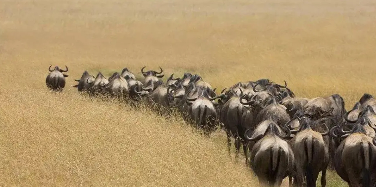 非洲草原上的“粮库”角马，社交与繁殖方式，都十分奇特