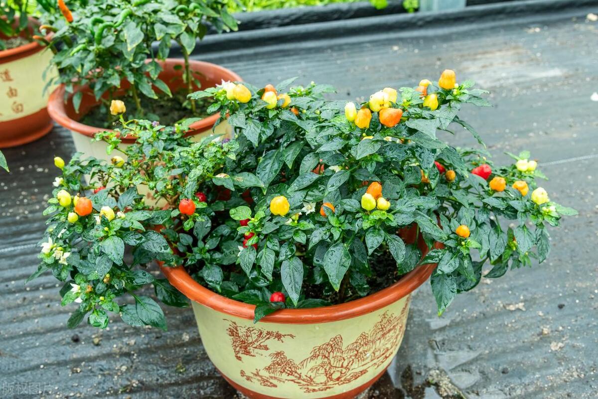 辣椒盆栽开花不结果是咋回事,辣椒开花有蚜虫怎么办