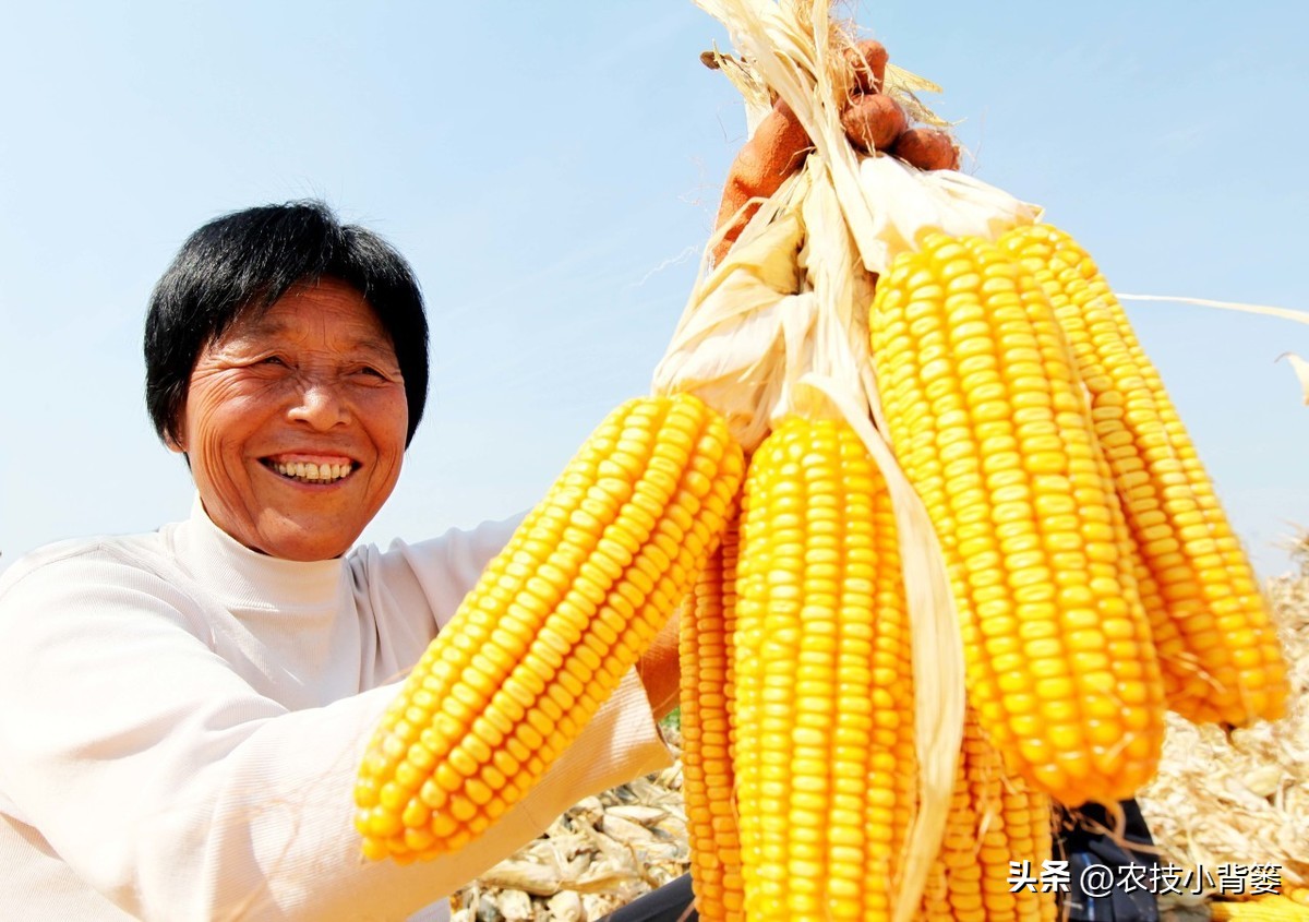 磷肥过量施用会怎样,磷元素缺乏有什么危害