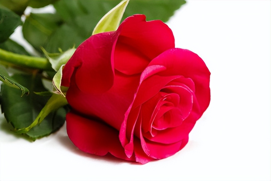 送玫瑰花数量都代表什么意思,玫瑰花送一朵是什么含义