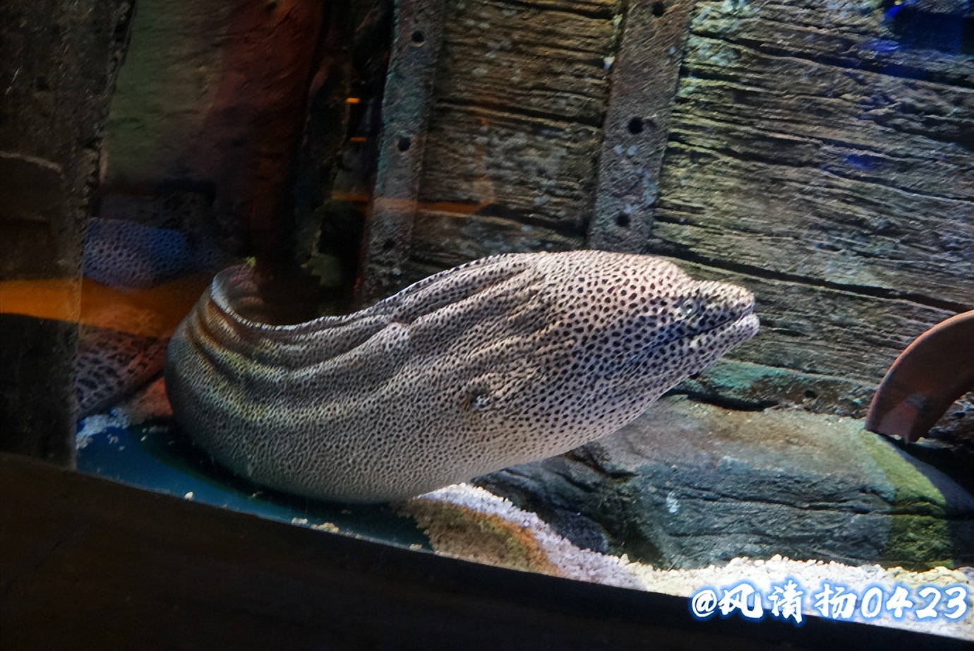 凶猛的海鳗（23——162）