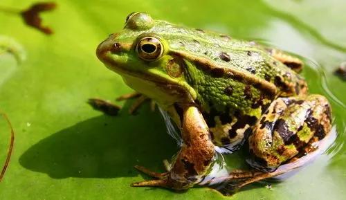 听不到蛙鸣了/艾林（外一首）