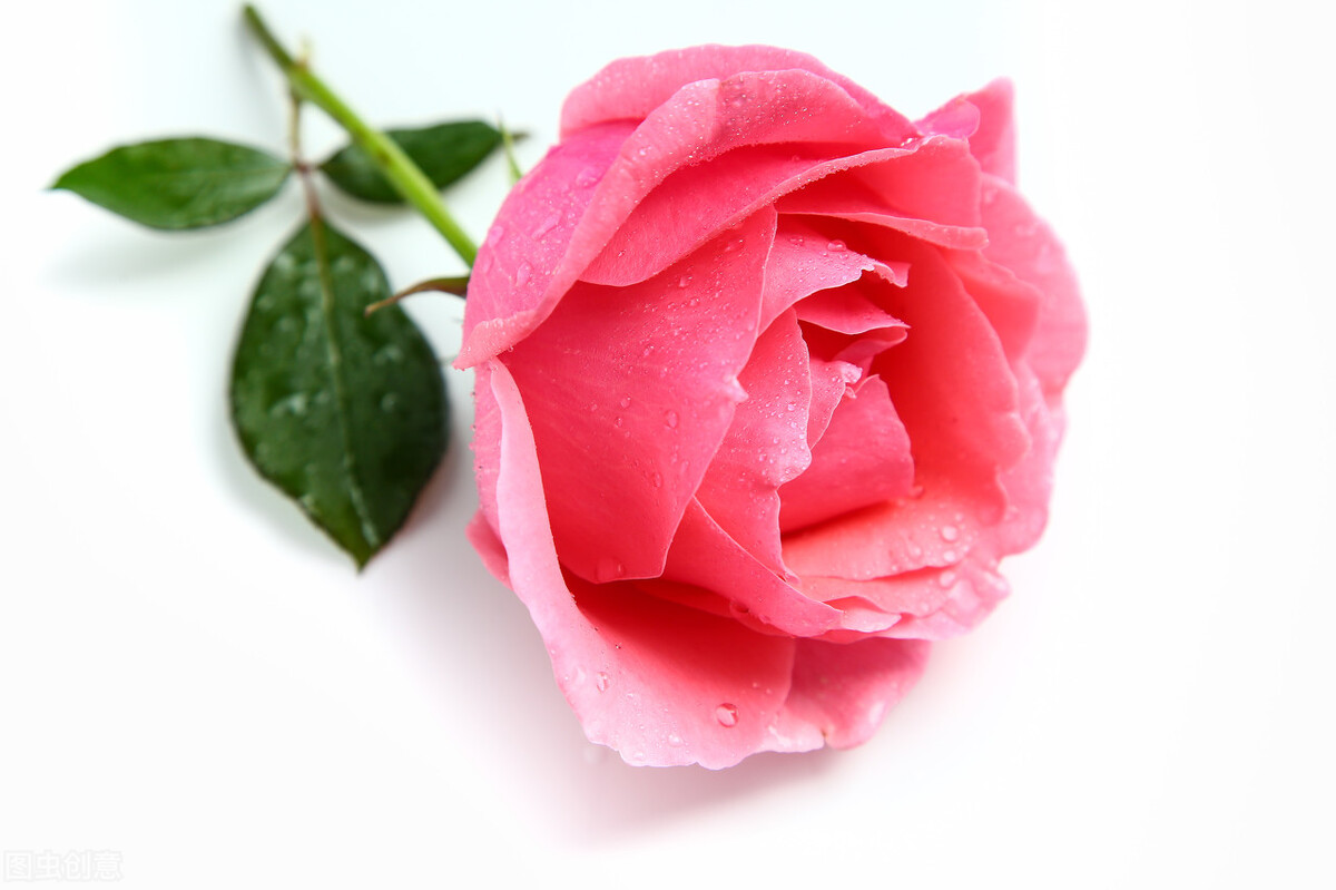 简短有创意的学生评语,每日学生评语