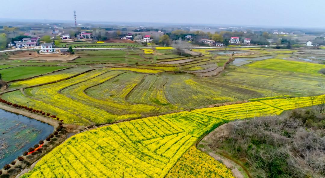 北纬三十度名茶名酒,北纬30度十大名茶