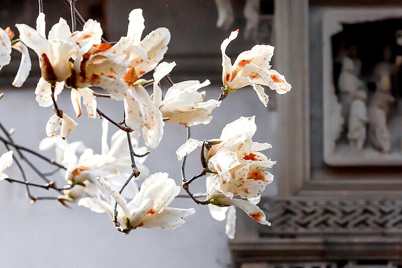 苏州旅游十大赏花景点,苏州赏花最佳景区排名