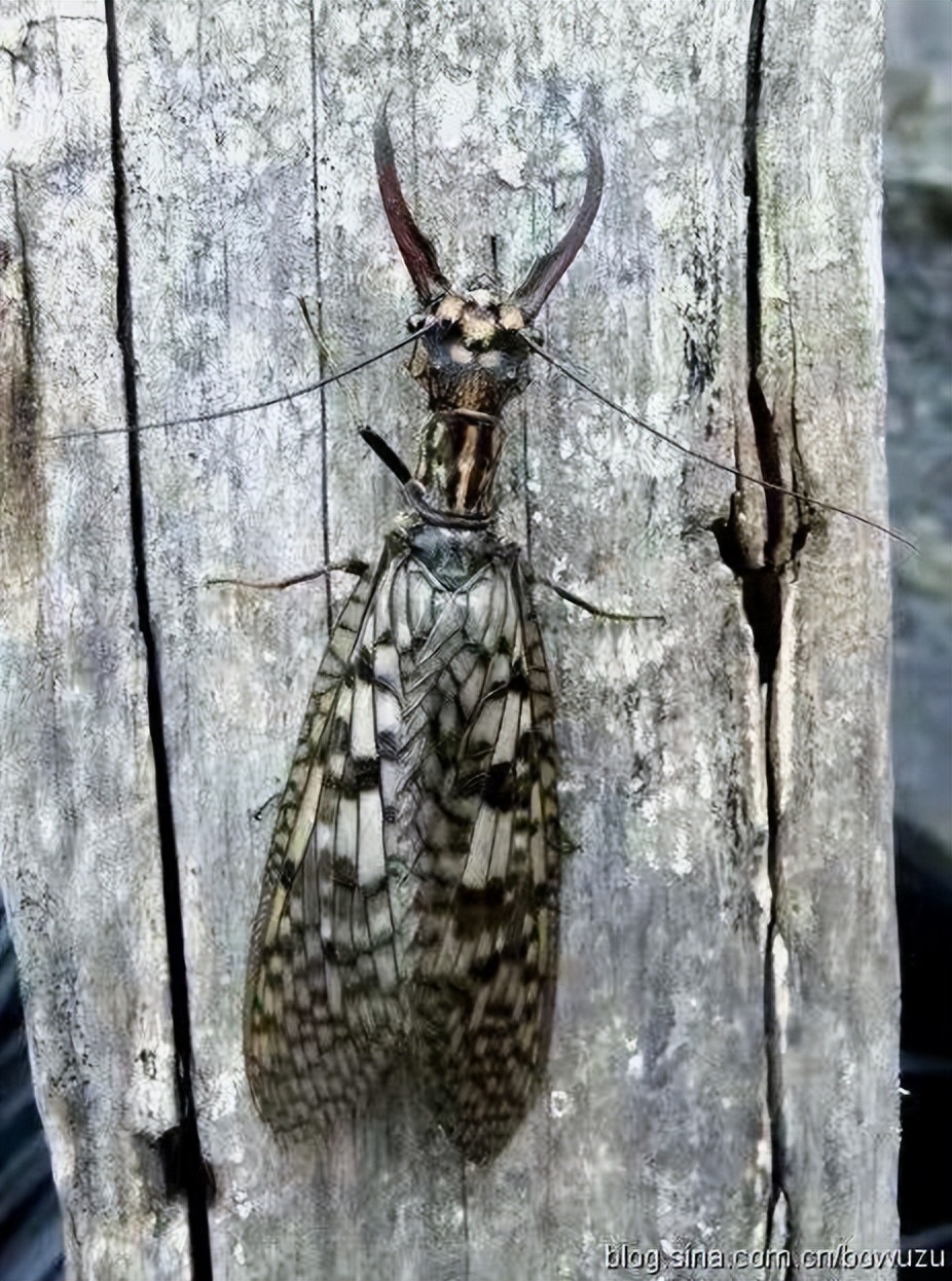 丛林探险美食大全,真正的丛林美食有哪些