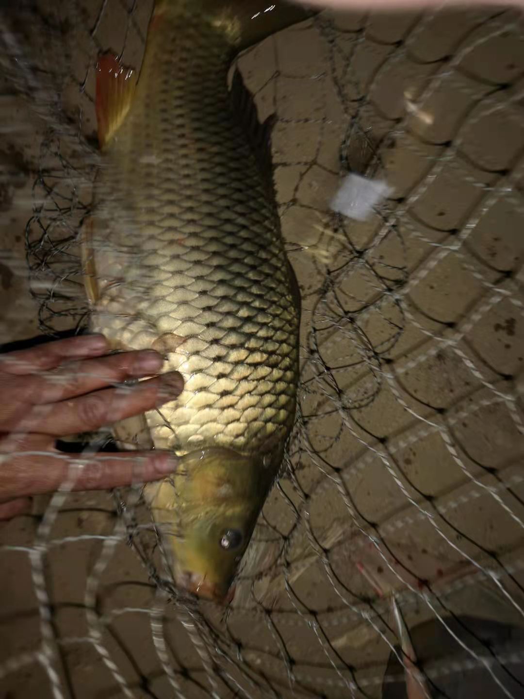 鲤鱼要想钓得好六大技巧不可少,鲤鱼习性及出钓时间