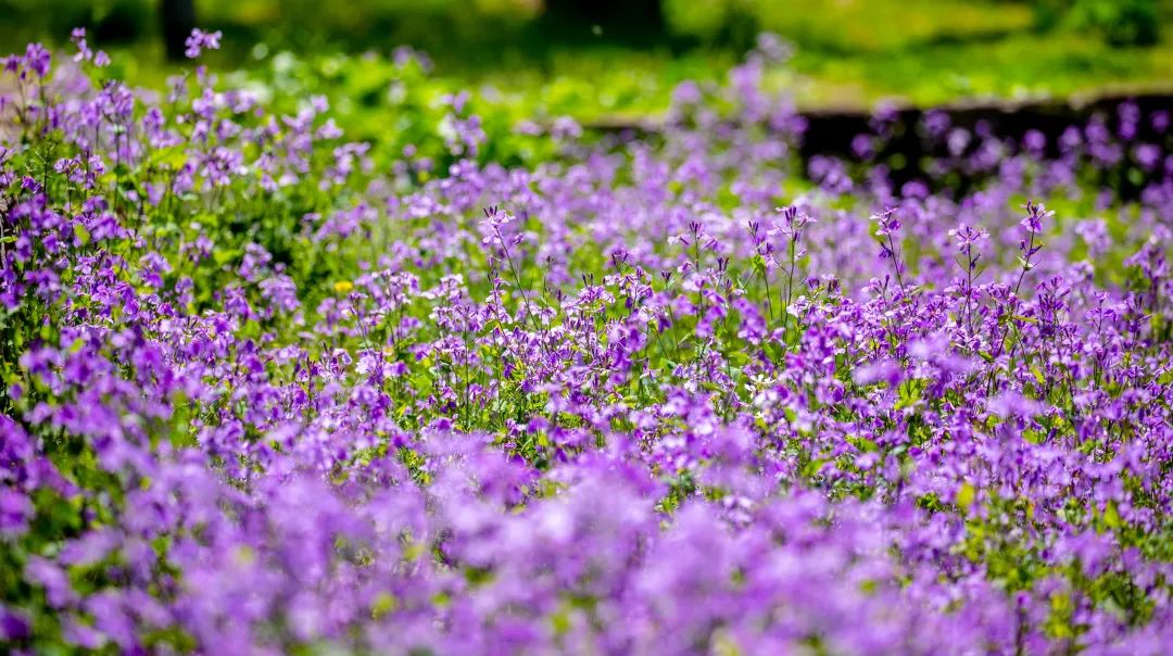 济南旅游公交专线有哪些 (济南近郊公交直达的游玩场所)