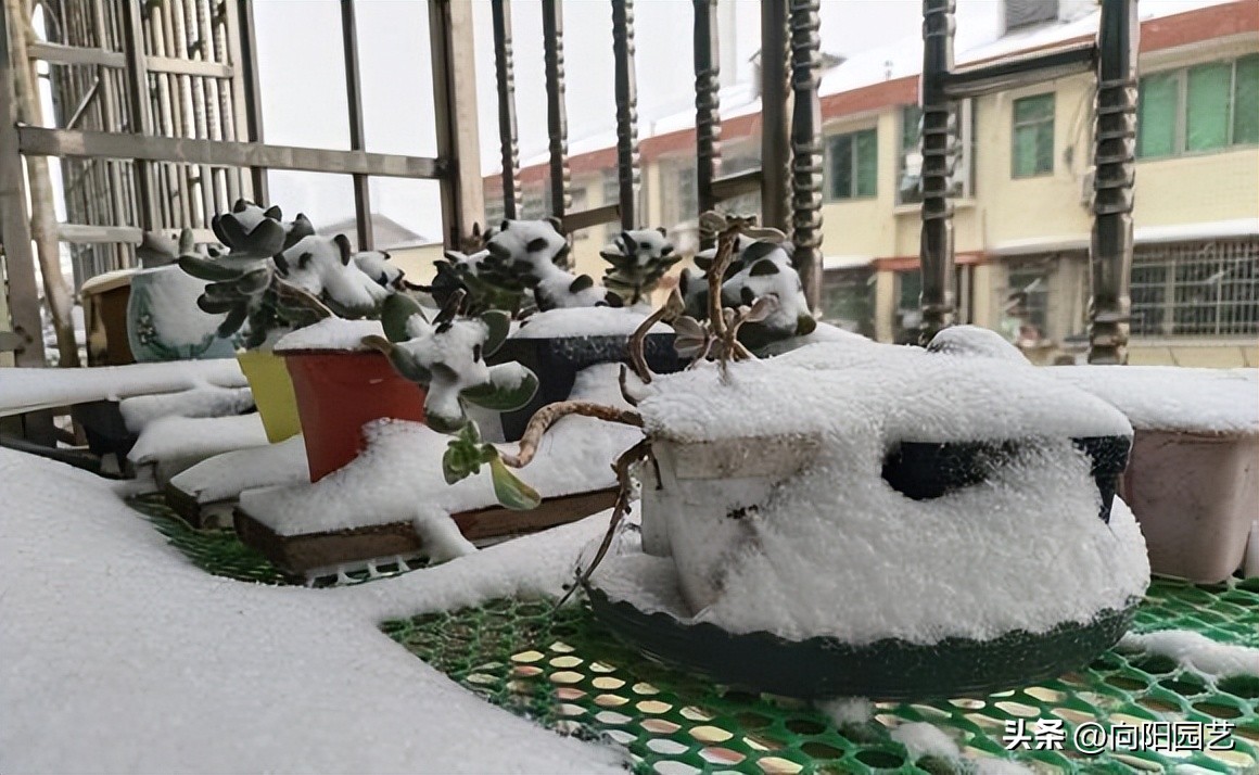 多肉冬天冻了,多肉冻成透明状能活吗