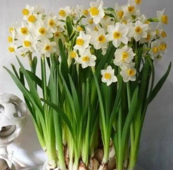 12星座专属什么植物好养,十二星座最适合养什么植物花