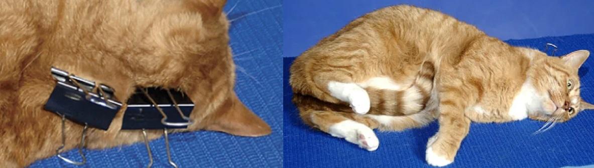 后颈皮对于老虎来说意味着什么,老虎后颈肉会变成猫吗