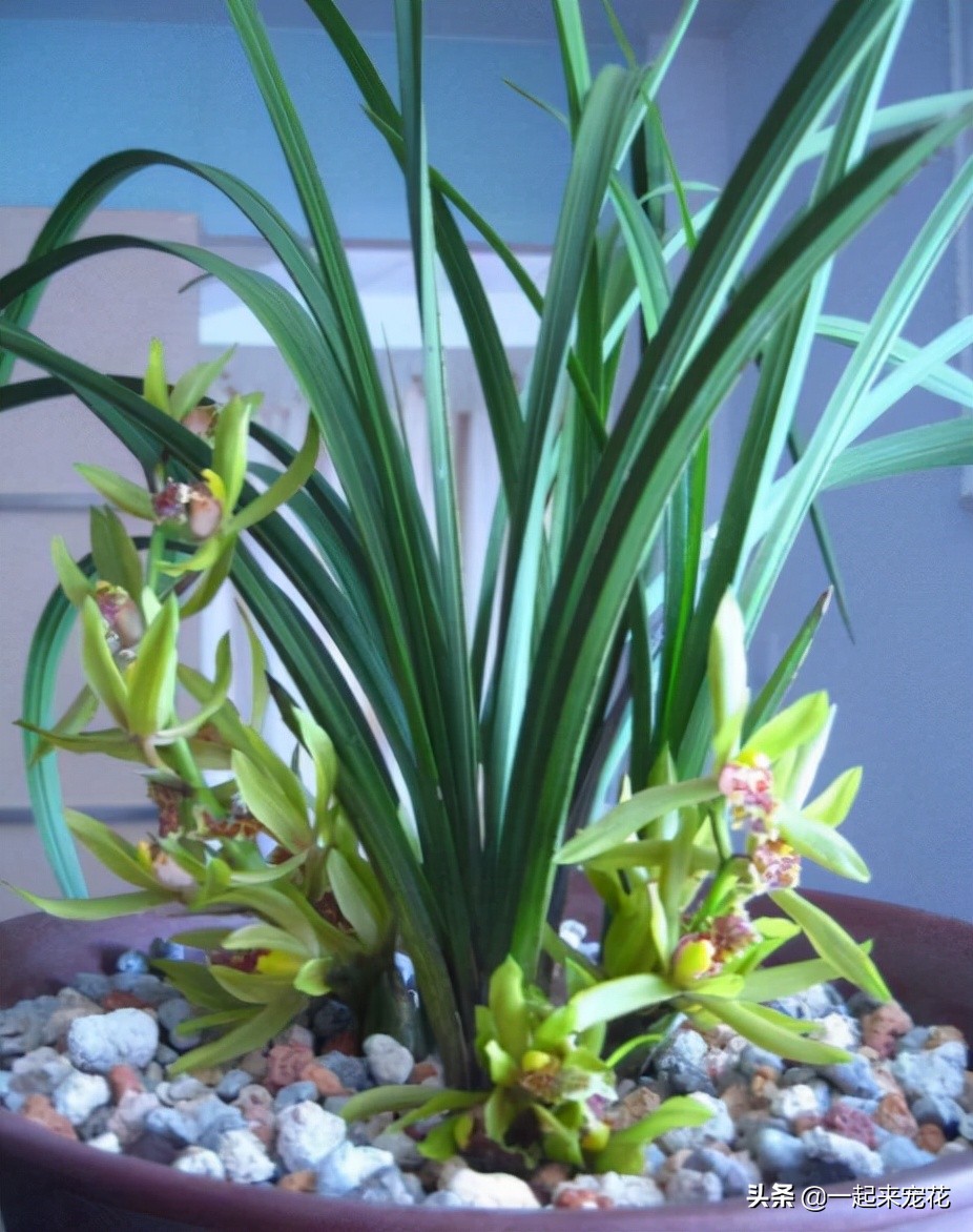 木屑种石斛兰花浇水正确方法,木屑养兰花视频教程