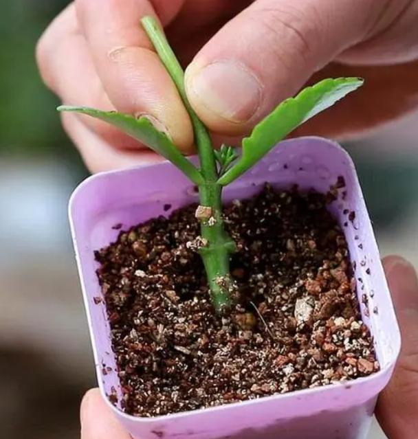 园艺花卉长寿花,花卉长寿花怎样才可以开花呢