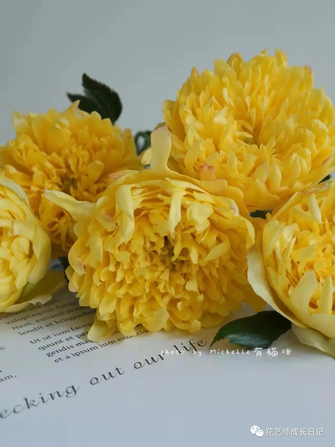 100朵玫瑰vol.50|烟花波浪玫瑰，菊里菊气，花开如烟火