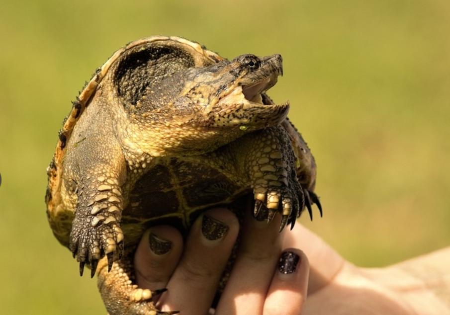 江苏男子花530万买下3只受伤乌龟,放生鳄鱼龟危害