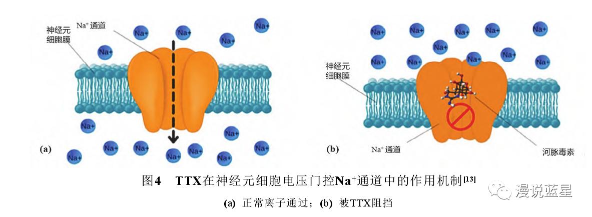 河豚毒性,河豚为什么吃了有毒的食物不中毒