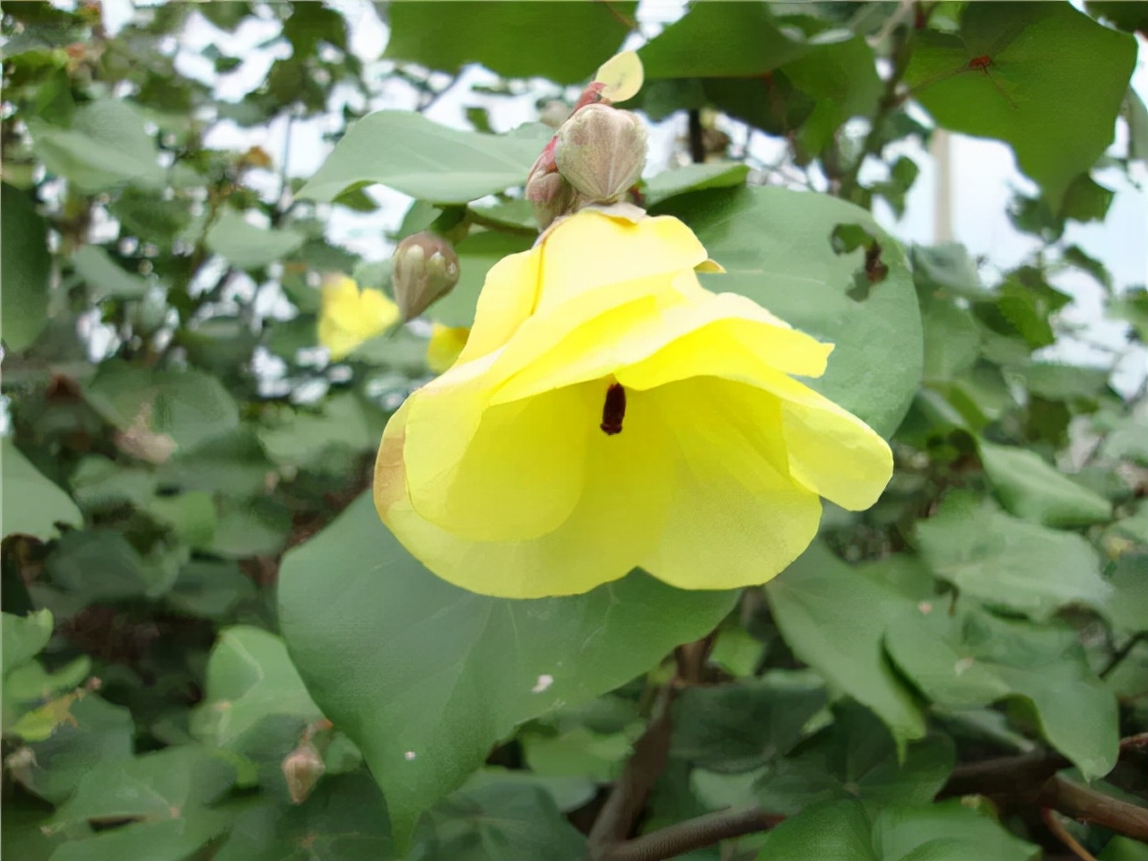 公园路边植物图片,路边的小植物有哪些