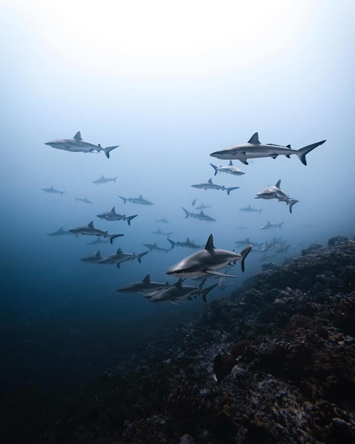 国外美女姐姐海里偶遇一只小鱼，竟引发神奇友谊！网友：前世情人