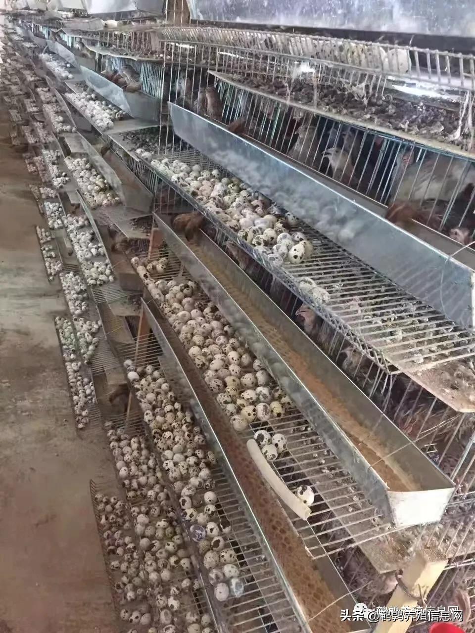 养鹌鹑需要注意什么事项,鹌鹑冬季安全防病管理