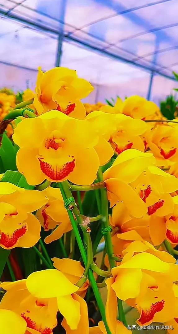 鸟语花香百花争艳让人陶醉,宁静祥和鸟语花香